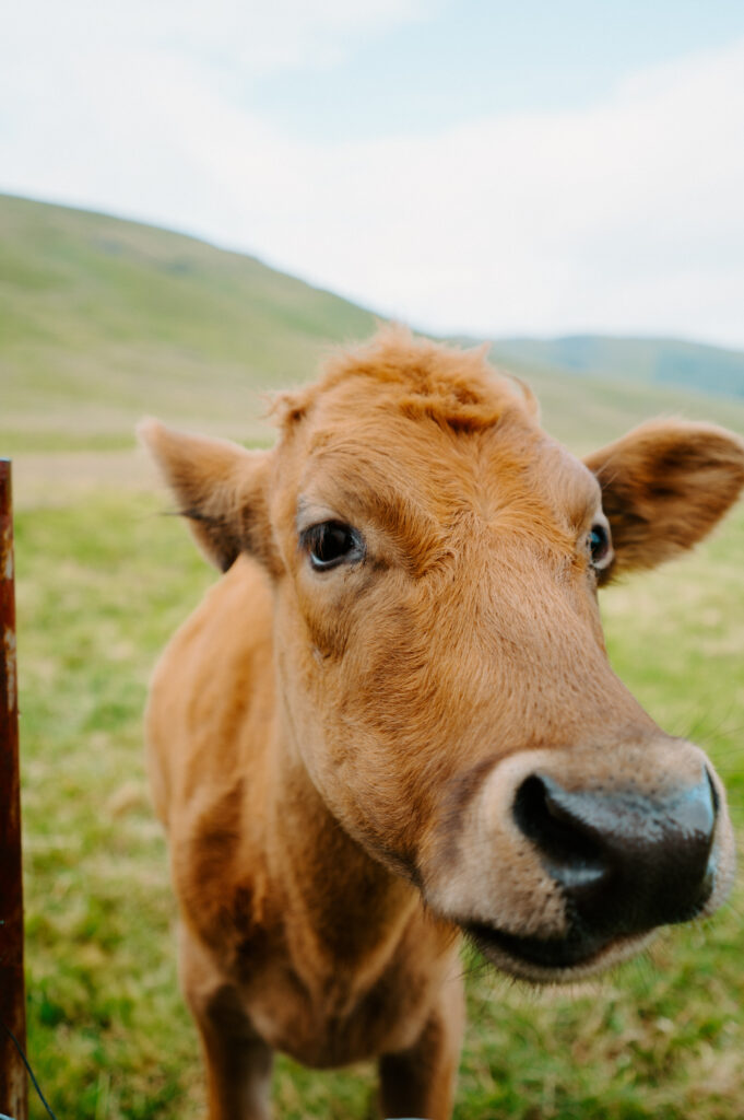 Icelandic cow